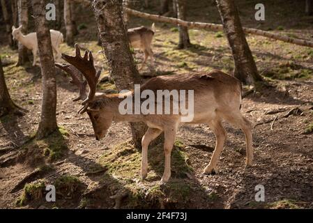 Daino (Dama dama) nel parco zoologico Molló Parc (Ripollès, Catalogna, Spagna, Pirenei) ESP: Gamo común en el parque de animales Molló Parc Foto Stock