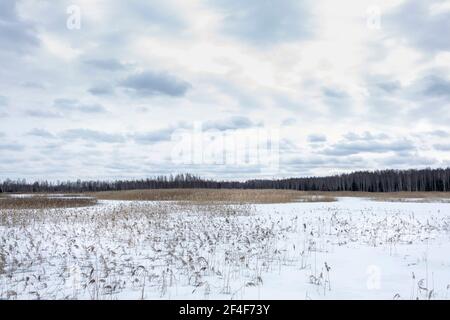 Paesaggio invernale con un lago di palude sviluppato. Foto Stock