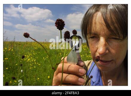 Jan Burnell Giugno 2001Prati su ex campo d'aviazione a Blakehill in Wilts i prati di fieno sono stati acquistati da Wiltshire Wildlife Trust. Il botanico Jan Burnell ispeziona il fiore selvatico chiamato Great Burnet Foto Stock