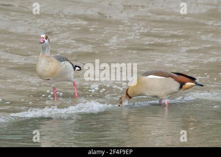 Oca egiziana lungo il Tamigi a North Woolwich, Londra Foto Stock