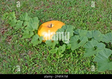 Zucca, Marsac en Livradois, Puy-de-Dome, Auvergne, Francia Foto Stock