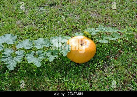 Zucca, Marsac en Livradois, Puy-de-Dome, Auvergne, Francia Foto Stock