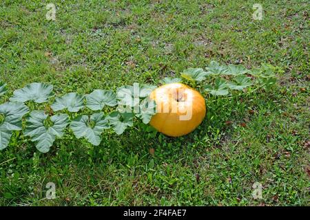 Zucca, Marsac en Livradois, Puy-de-Dome, Auvergne, Francia Foto Stock