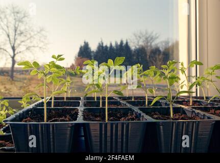 Pomodori piantine che crescono in casa. Piante organiche come giardinaggio domestico. Foto Stock