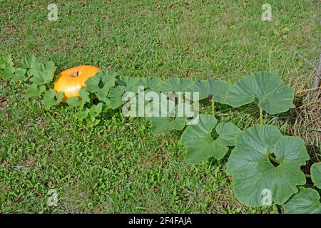 Zucca, Marsac en Livradois, Puy-de-Dome, Auvergne, Francia Foto Stock