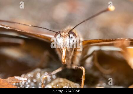 Farfalla arancione con antenne appuntate e grandi gambe Foto Stock