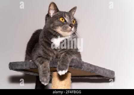 Soffice gatto grigio rilassante su una piattaforma seduta Foto Stock