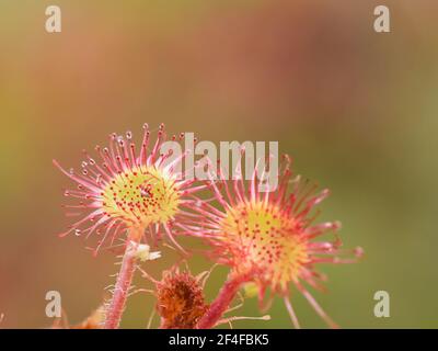 Closeup su foglie di drosera rotundifolia di crema solare a foglie rotonde Foto Stock