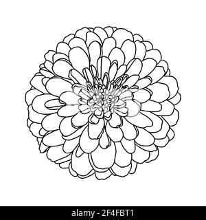 Disegno di linea di mini fiore di crisantemo isolato su bianco. Schizzo disegnato a mano. Elemento decorativo per tatuaggio, biglietto d'auguri, invito al matrimonio, colo Illustrazione Vettoriale