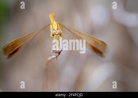 Libellula dorata con punte di ali arancioni con fondo cremoso Foto Stock
