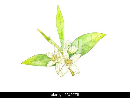 Ramo di arancio con fiori bianchi profumati, boccioli e foglie. Neroli fiorisce disegno a mano acquerello e liner illustrazione. Foto Stock