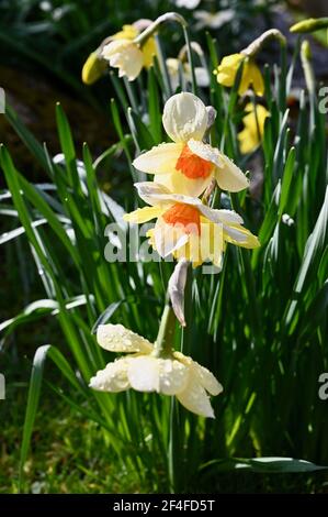 Pioggia su Daffodils (Narcissus), St James Church, North Cray, Kent. REGNO UNITO Foto Stock