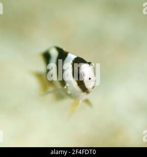 Damigella a banda nera (Amblypomacentrus breviceps). Triton Bay, Papua occidentale, Indonesia Foto Stock