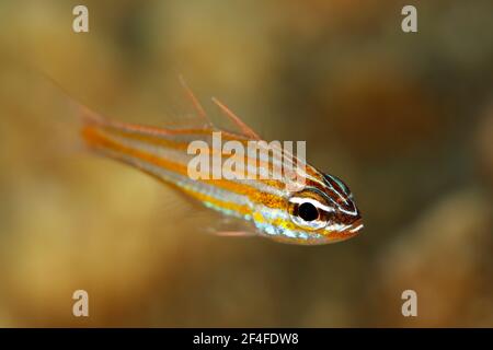 Pesce cardinalfish con fodera arancione (anosoma di Apogon). Raja Ampat, Papua Occidentale, Indonesia Foto Stock