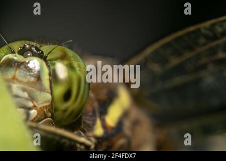 Grandi occhi verdi e ali enormi di una libellula Foto Stock