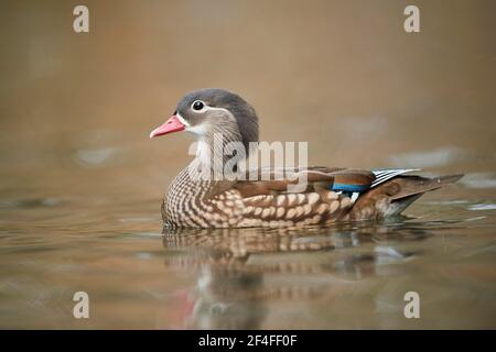 Anatra mandarina (Aix galericulata) femmina, nuoto in acqua, Baviera, Germania Foto Stock