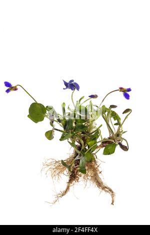 Viola di legno (Viola odorata) su terreno bianco, Baviera, Germania Foto Stock