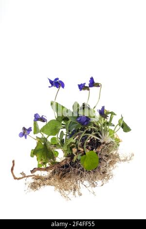 Viola di legno (Viola odorata) su terreno bianco, Baviera, Germania Foto Stock