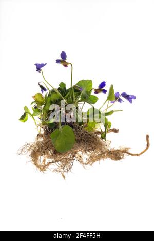 Viola di legno (Viola odorata) su terreno bianco, Baviera, Germania Foto Stock