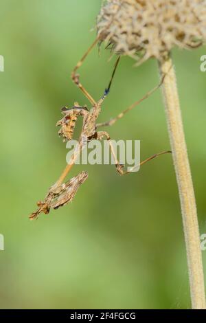 Crested gracshopper, Dalmazia (empusa pennata), Croazia Foto Stock