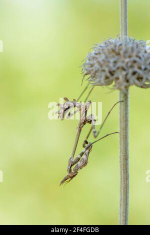 Crested gracshopper, Dalmazia (empusa pennata), Croazia Foto Stock