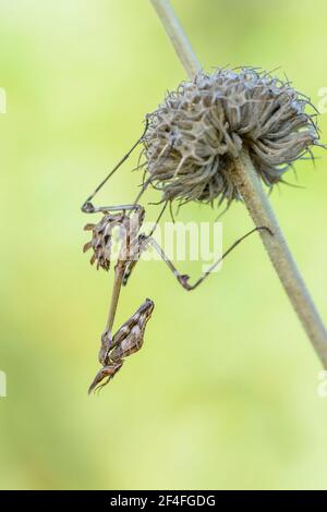 Crested gracshopper, Dalmazia (empusa pennata), Croazia Foto Stock