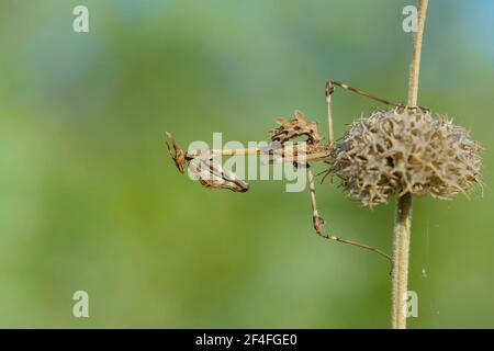 Crested gracshopper, Dalmazia (empusa pennata), Croazia Foto Stock