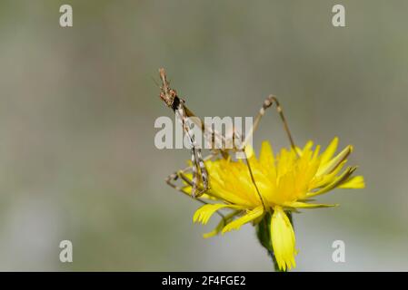 Crested gracshopper, Dalmazia (empusa pennata), Croazia Foto Stock