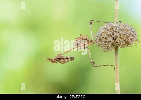 Crested gracshopper, Dalmazia (empusa pennata), Croazia Foto Stock