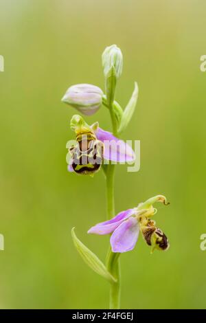 Bee Ragwort (Ophrys apifera), bassa Sassonia, Germania Foto Stock