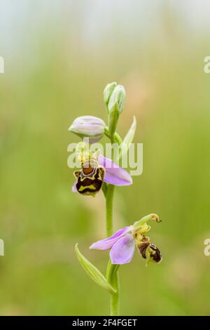 Bee Ragwort (Ophrys apifera), bassa Sassonia, Germania Foto Stock