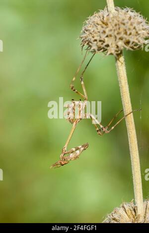 Crested gracshopper, Dalmazia (empusa pennata), Croazia Foto Stock