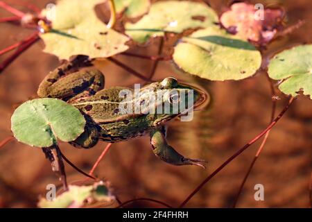 Rana da piscina (Pelophylax lessonae) Renania-Palatinato, Germania Foto Stock