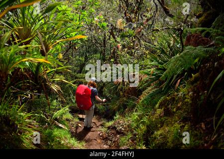 Escursione da la Plaine des Cafres a Gite de la Caverne Dufour a Piton du Neige, la Reunion, Francia Foto Stock