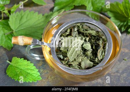 Tè di quattro stagioni, curry (Ribes), nero, balsamo di limone, balsamo di limone, Fragola selvatica, girasole, fiori di girasole, ortica, foglie di ortica, nigrum Foto Stock