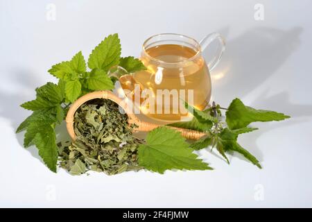 Tè di quattro stagioni, curry (Ribes), nero, balsamo di limone, balsamo di limone, Fragola selvatica, girasole, fiori di girasole, ortica, foglie di ortica, nigrum Foto Stock