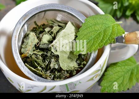 Tè di quattro stagioni, curry (Ribes), nero, balsamo di limone, balsamo di limone, Fragola selvatica, girasole, fiori di girasole, ortica, foglie di ortica, nigrum Foto Stock