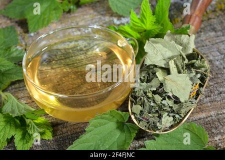 Tè di quattro stagioni, curry (Ribes), nero, balsamo di limone, balsamo di limone, Fragola selvatica, girasole, fiori di girasole, ortica, foglie di ortica, nigrum Foto Stock