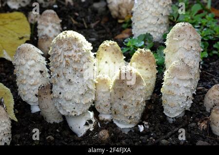 Shaggy copertura di inchiostro (Coprinus comatus) Foto Stock