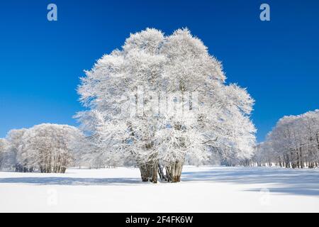 Grande faggio coperto di neve profonda sotto il cielo blu a Neuchatel Jura, Svizzera Foto Stock