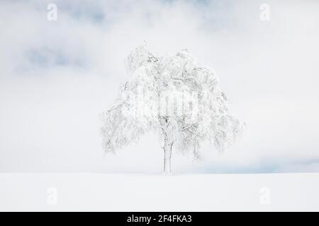 Betulla sepolta a Oberaegeri, Canton Zug Svizzera Foto Stock