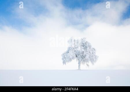 Betulla sepolta a Oberaegeri, Canton Zug Svizzera Foto Stock