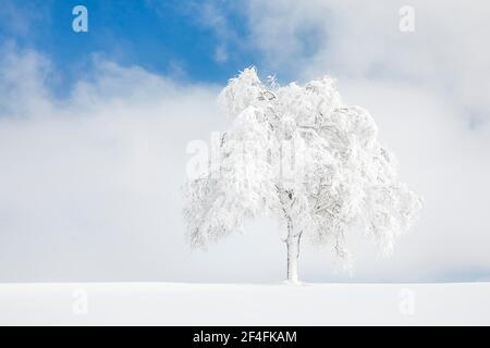 Betulla sepolta a Oberaegeri, Canton Zug Svizzera Foto Stock