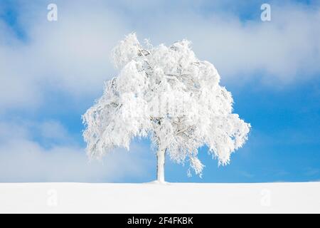 Betulla sepolta a Oberaegeri, Canton Zug Svizzera Foto Stock