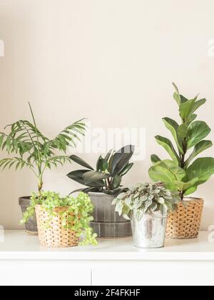 Varie piante interne in pentole su un petto bianco di cassetti contro la parete bianca Foto Stock