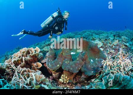 Killer mussel nella barriera corallina (Tridacna squamosa), Mary Island, Solomon Islands Foto Stock