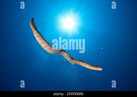 Serpente di mare dalla coda piatta (Laticauda semifasciata), Isole Kai, Molucche, Indonesia Foto Stock