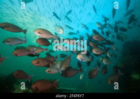 Shoal di pesce surgeonfish grigio (Acanthurus Mata), Triton Bay, Papua occidentale, Indonesia Foto Stock