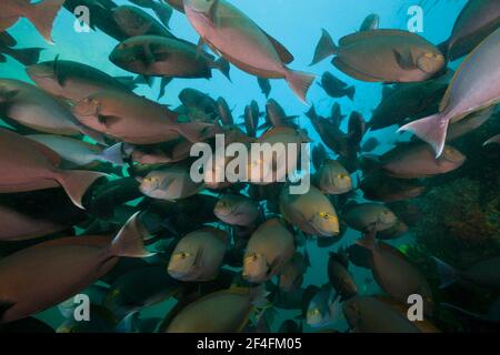 Shoal di pesce surgeonfish grigio (Acanthurus Mata), Triton Bay, Papua occidentale, Indonesia Foto Stock