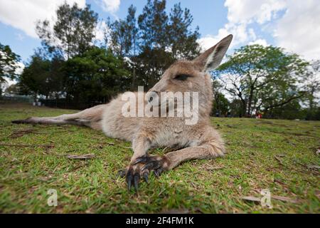 Canguro grigio gigante orientale (Macropus giganteus), Brisbane, Australia Foto Stock